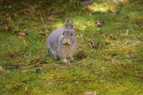 兔子耳屎多挖出来有小虫,兔子耳屎堆积堵耳道