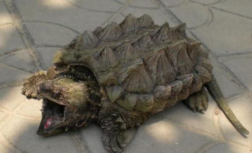盘点鳄龟的品种,你真的以为鳄龟只有一种吗