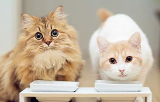 猫咪可以长期吃营养膏吗 