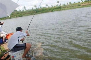 夏天用8.1米的鱼竿,钓鱼人生盛夏挥竿，尽享江湖之乐！,第3张