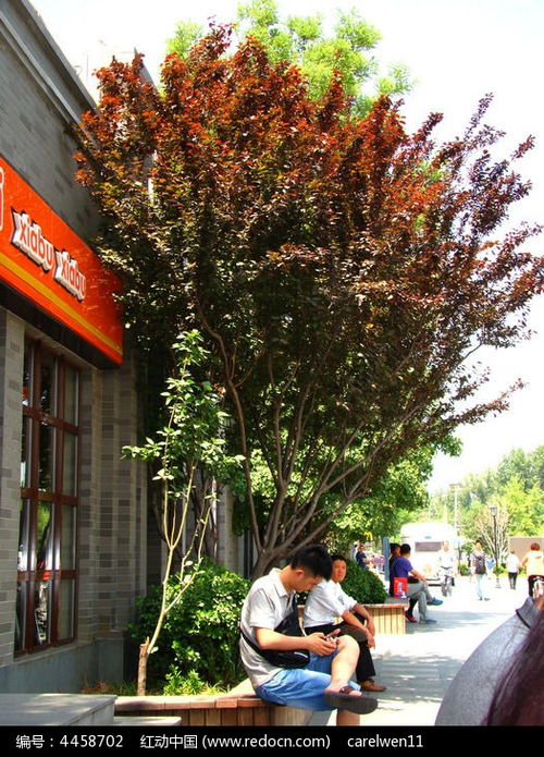 商店门口的人群和绿树高清图片下载 红动网 