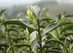 茶树的香味是什么？