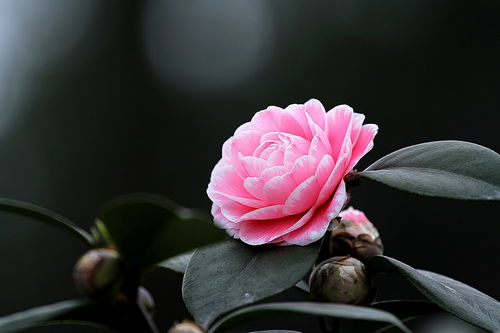 茶花花期怎么养护和浇水,茶花花期