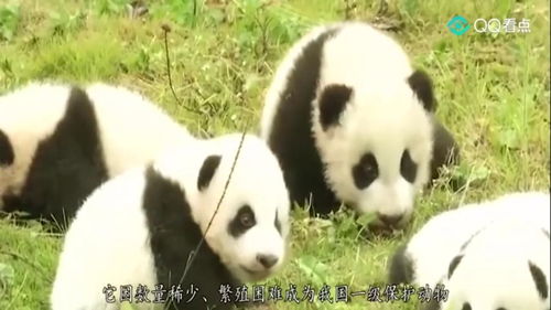 北方人没见过的江猪,比大熊猫还稀少,现如今是我国一级保护动物 