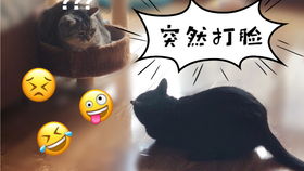 带猫猫狗狗做绝育手术 公猫应该叫去势手术 回来之后好怂