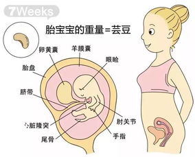 超详细的 胎儿各周成长标准数值 胎儿体重测算公式 