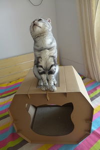 3D猫抓板 瓦楞纸板猫窝