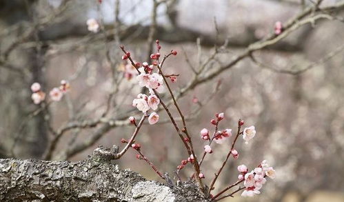 梅花外观词语解释大全集—梅花的三种形态？