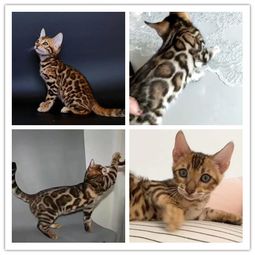 图 哪里有出售精品宠物猫豹猫包纯种健康送货上门 哈尔滨宠物猫 哈尔滨列表网 