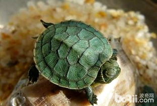 巴西龟寿命多久 巴西龟的的寿命