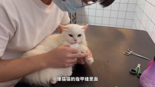 四个月大的小猫咪翻新洗护视频 也太可爱了吧 猫 宠物洗护 喵星人 武汉宠物店 猫咪洗护 猫洗澡 