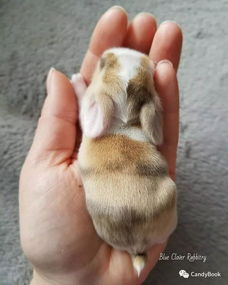 刚出生的小奶兔手感不错 