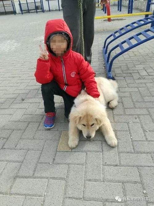 儿子在路边捡了只小狗带回家,一个月后狗狗变化真大 