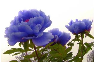 蓝田玉牡丹花怎么种,蓝田玉牡丹花种植指南：展现东方花王的魅力