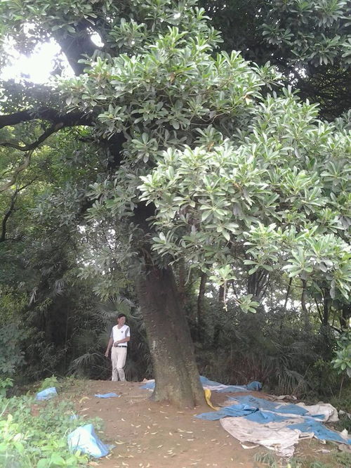 我这里有很多这种树 我知道是楠树 我们本地叫三棱楠 不知道书名叫什么 有用吗 