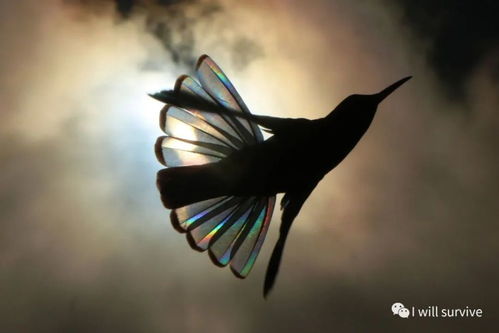阳光穿过蜂鸟翅膀透出彩虹棱镜的效果 美 美 美