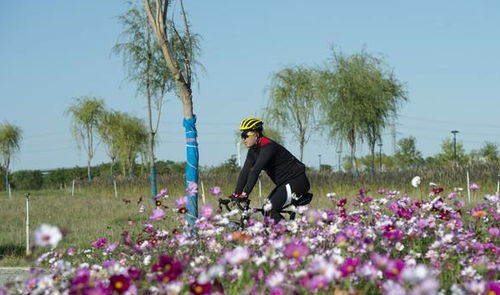 石家庄花海天路秋天太美啦,千亩花海竞相绽放,感觉比去香山还值