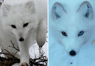 北极十大纯白野生动物 北极狐皮毛具伪装功能 