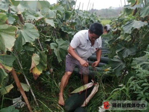 藤县金鸡镇闹大了 被特别报道 这下要火了