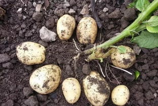 什么时候种土豆,土豆适合什么季节种植