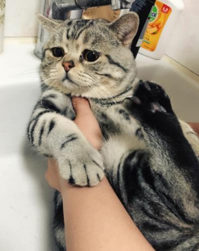 猫咪洗澡是困扰铲屎官多年的问题,这只猫咪的做法真是绝了