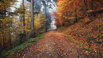 走过秋天,走过落叶缤纷的山路