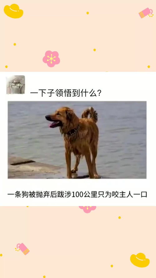 狗子报仇,十年不晚 ,这只狗子是天蝎座的吧 