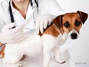 为什么做了疫苗还会得犬瘟和细小呢 