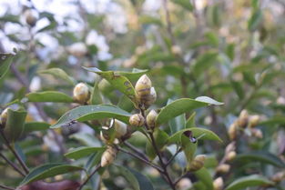 蒙山人,你还记得小时候上山摘茶子的经历吗 