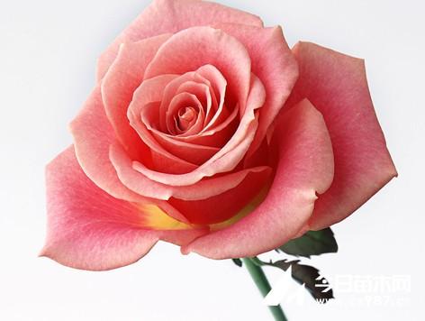 浅粉色玫瑰为什么叫戴安娜 有什么含义 还有各种颜色玫瑰的命名 