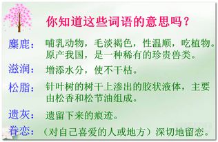 这片土地是神圣的主要内容,这片土地是神圣的