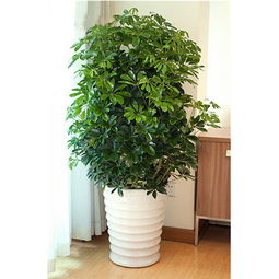 室内养什么绿植好,适合放在家里的绿色植物有哪些