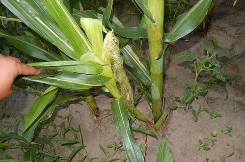 玉米分蘖是什么原因,玉米从根长穗原因