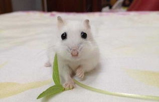 家养仓鼠为什么吃纸 