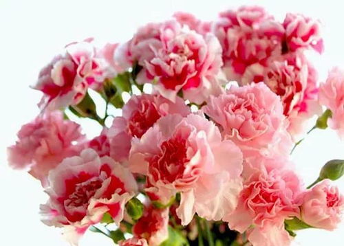 康乃馨代表了什么花语,康乃馨：母爱之花，传递深情厚意