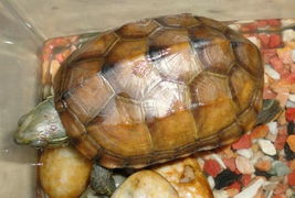 请问这是陆龟还是水龟 是什么品种,怎么饲养 食物主要是吃什么 