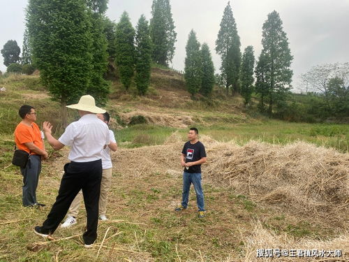 墓地风水宝地,四川成都高山老龙吐嫩枝,风水大师寻龙实拍下山草蛇穴