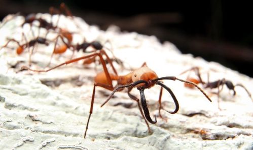 行军蚁分为哪些种类,蚂蚁分几种类型