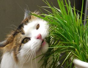 猫咪可以吃剪碎的猫草拌猫罐头吗
