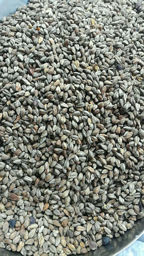 荞麦种子批发荞麦种子国内发货