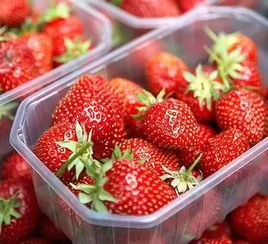 为什么要吃冬季的草莓 因为我不信谣言