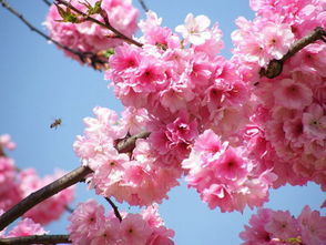 酒剑在线观看樱花,高画质可以享受。