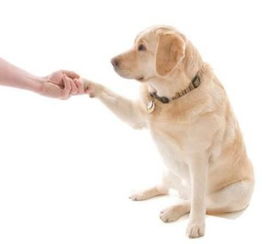 怎样把狗狗驯养的听从主人命令, 用什么方法训练呢