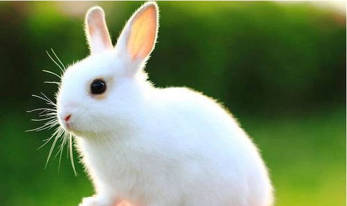 年纪大了指望谁 兔兔兔 的后半生命运,尤其是63年57岁的