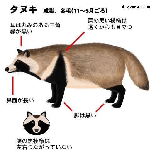 日本居酒屋内寻常见到的 小狸猫 ,它们的作用居然是这