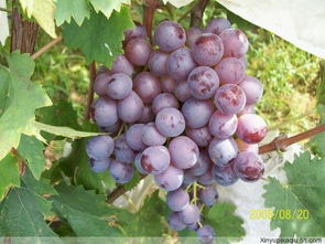 大泽山的葡萄什么时候熟啊 