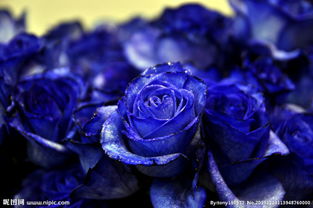 九朵蓝玫瑰花语：无尽的爱与承诺，让爱情永恒如初