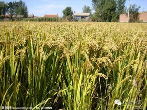 水稻和小麦的区别有哪些,小麦种植和水稻种植有何异同之处？