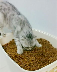 猫咪吃猫粮拉肚子怎么办,猫咪拉肚子因为猫粮 