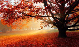 独本菊花语：秋天的诗篇，花中的传奇